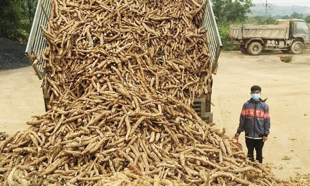 Vietnam targets 2 billion USD in cassava export by 2030